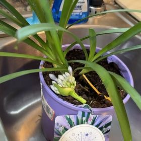 Photo of the plant species White Agapanthus by @PetBigfoot93 named Daphne on Greg, the plant care app