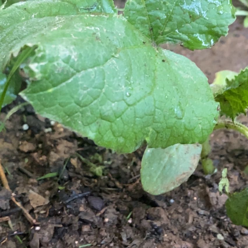 Photo of the plant species Pick-a-Back-Plant by @ProDill65 named Marley on Greg, the plant care app