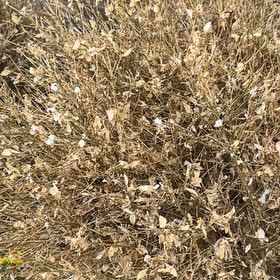 Photo of the plant species Media Sandspurry by @SereneTimeout named Orwell on Greg, the plant care app