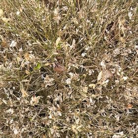 Photo of the plant species Media Sandspurry by @SereneTimeout named Apollo on Greg, the plant care app