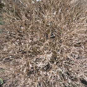 Photo of the plant species Plains Gayfeather by @SereneTimeout named Morgan Treeman on Greg, the plant care app