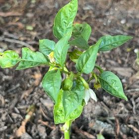 Photo of the plant species Hot Banana Pepper by @ExactArrowhead named Dylan on Greg, the plant care app