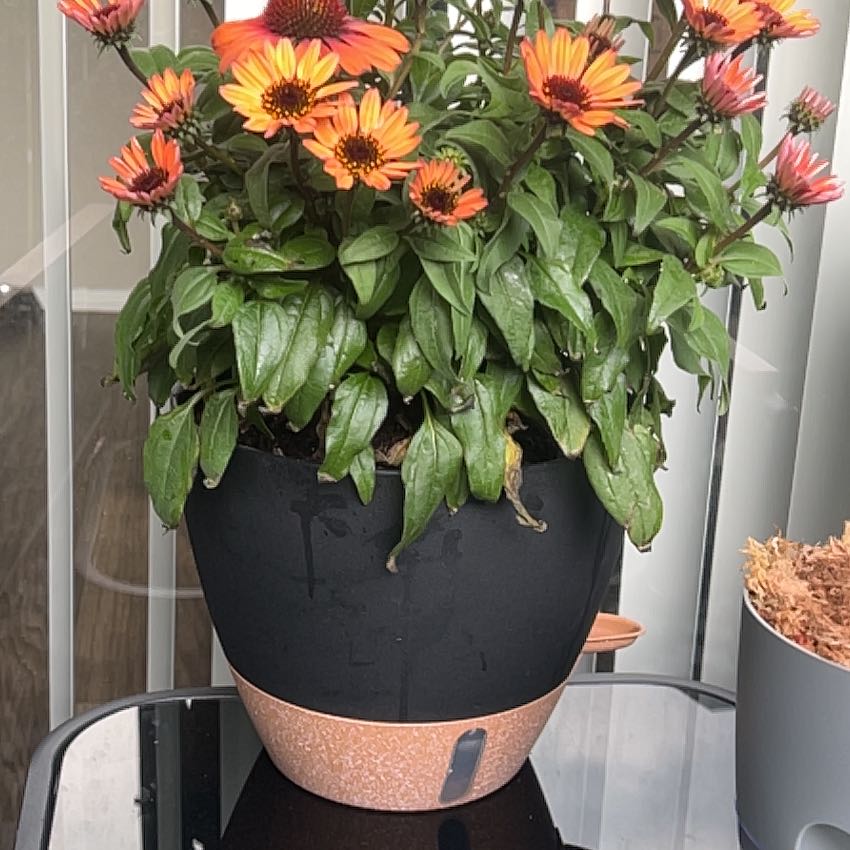 Photo of the plant species Echinacea 'Panama Red' by @CuteTitoki91 named Elina on Greg, the plant care app