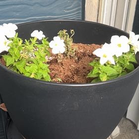 Photo of the plant species Bioluminescent Firefly Petunia by @CuteTitoki91 named Osmo on Greg, the plant care app