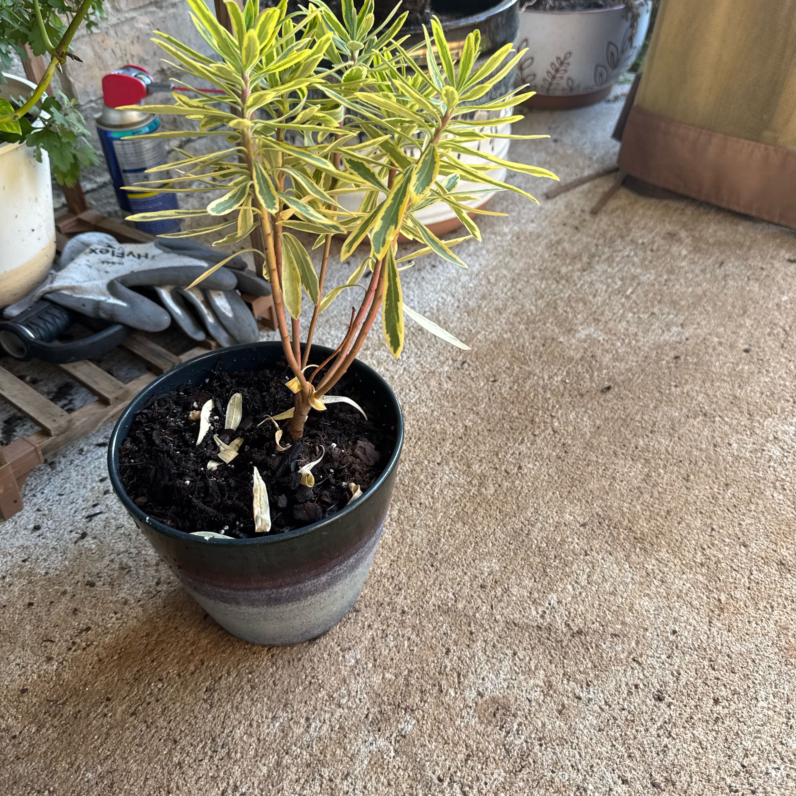 Photo of the plant species Martin's Spurge by @HotApple27 named Delilah on Greg, the plant care app