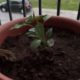Photo of the plant species Megatron Jalapeno Chile Pepper by @CozyGlasswort31 named Kobe on Greg, the plant care app