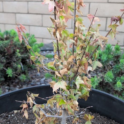 Photo of the plant species Trident maple by @VipAvocado93 named Treeyoncé on Greg, the plant care app