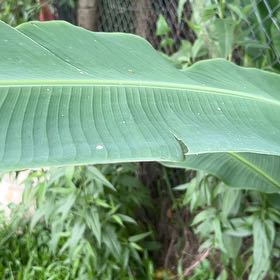 Photo of the plant species Expanded Lobsterclaw by @GodsendRye named Lola on Greg, the plant care app