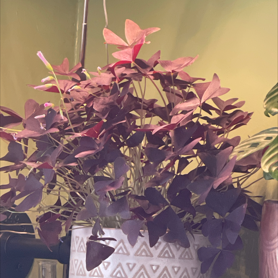 Photo of the plant species Oxalis 'Ebony Allure' by @HeritrixLilac24 named Mollie on Greg, the plant care app