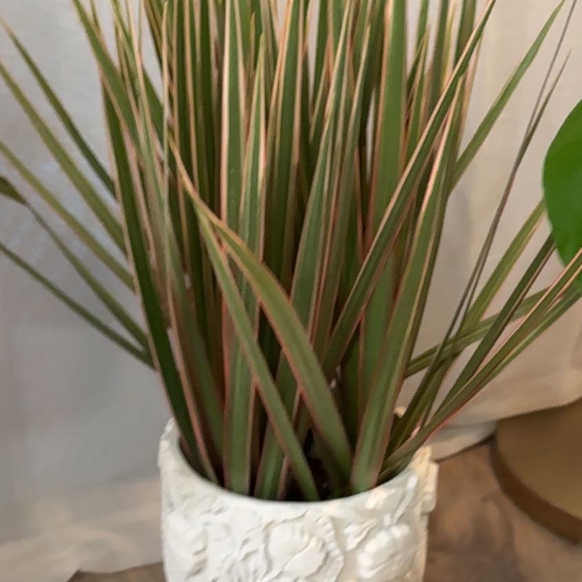 Photo of the plant species Dracaena bicolor by @GreatFord90 named Aria on Greg, the plant care app