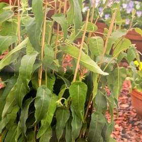 Photo of the plant species Lemon-Scented Gum Tree by @BiggestRose24 named Wall-E on Greg, the plant care app