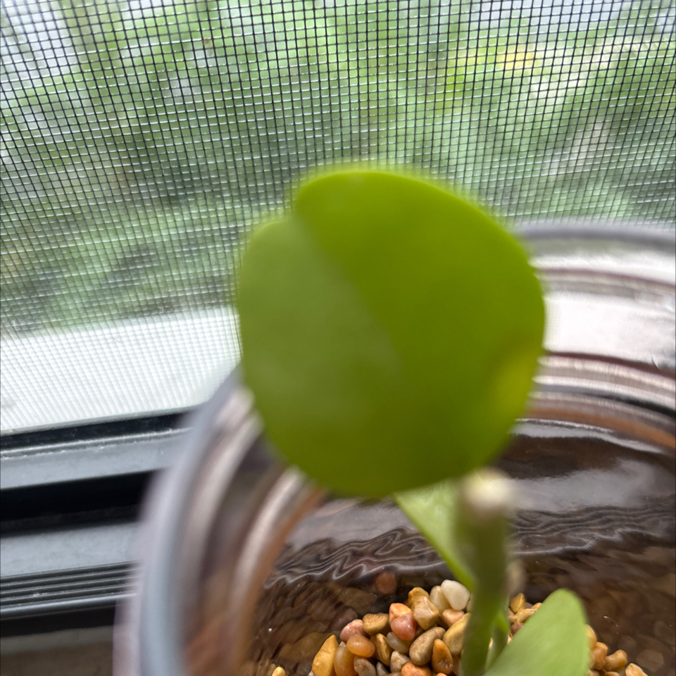 Photo of the plant species Dischidia imbricata by @CherishedPepper named LiloStitch on Greg, the plant care app