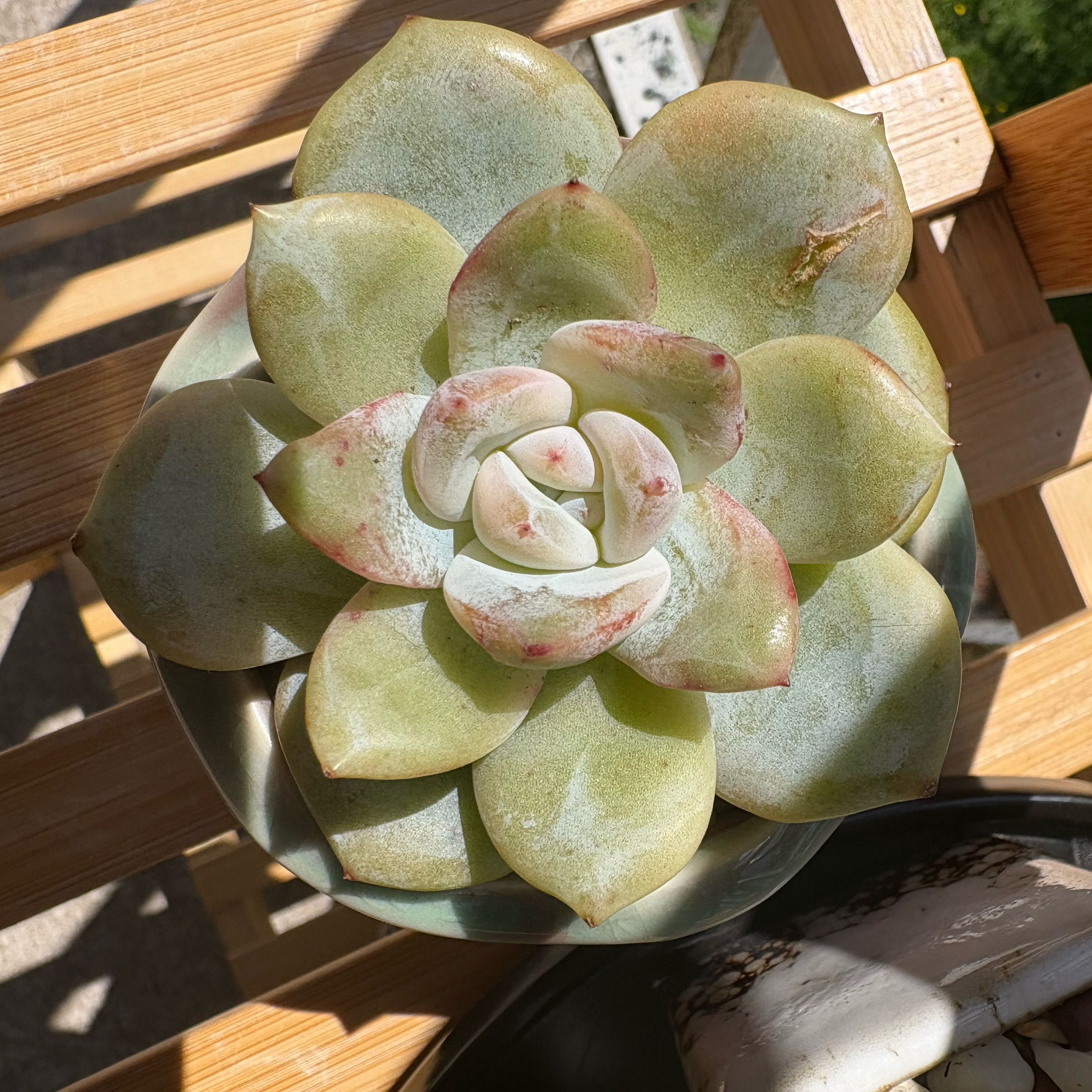 Photo of the plant species Snow angel Sugar Heart by @PoetAnacua25 named Robert Plant on Greg, the plant care app