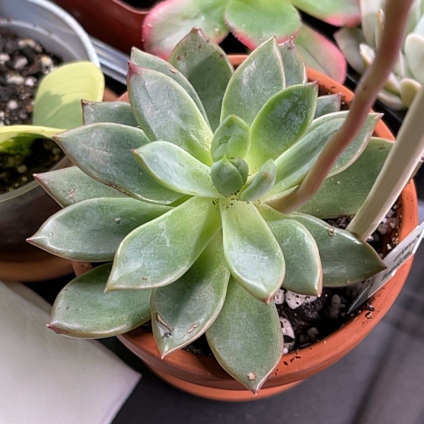 Photo of the plant species Pachyveria by @SoulmateBonsi43 named Terra on Greg, the plant care app