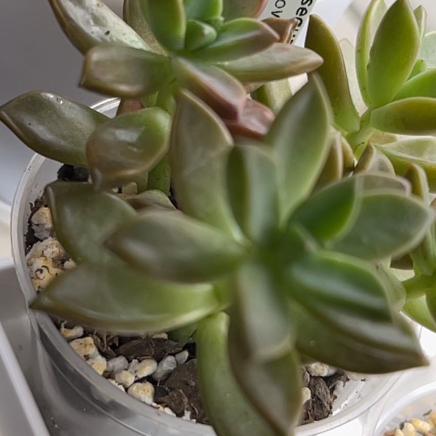 Photo of the plant species Graptosedum 'Alpenglow x Vera Higgins' by @SoulmateBonsi43 named Morgan Treeman on Greg, the plant care app