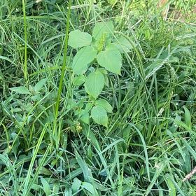Photo of the plant species Hornbeam Copperleaf by Jay named Marley on Greg, the plant care app
