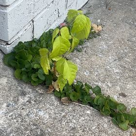 Photo of the plant species Japanese Ivy by Jay named Terra on Greg, the plant care app