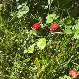 Photo of the plant species Mock Strawberry by @FancierBigmuhly named Delilah on Greg, the plant care app