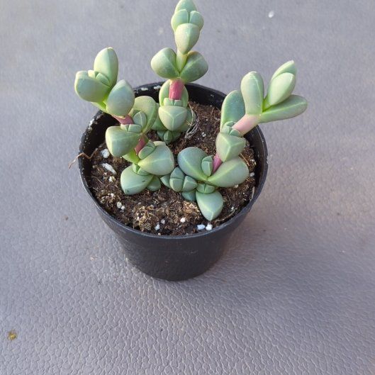 Photo of the plant species Ice Plant by @PricklyJade named Ivan on Greg, the plant care app