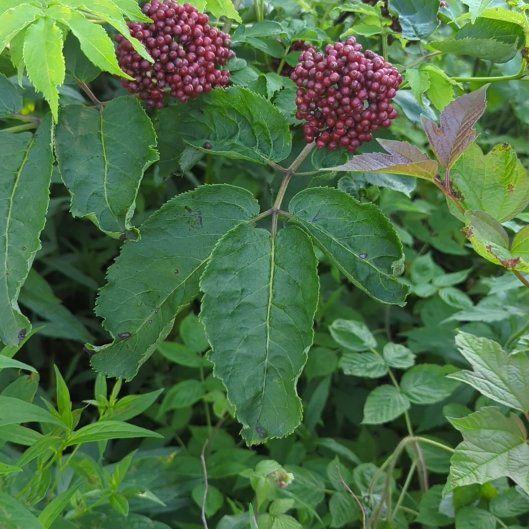 Photo of the plant species European Red Elderberry by @EarlyPilea76 named Planty on Greg, the plant care app