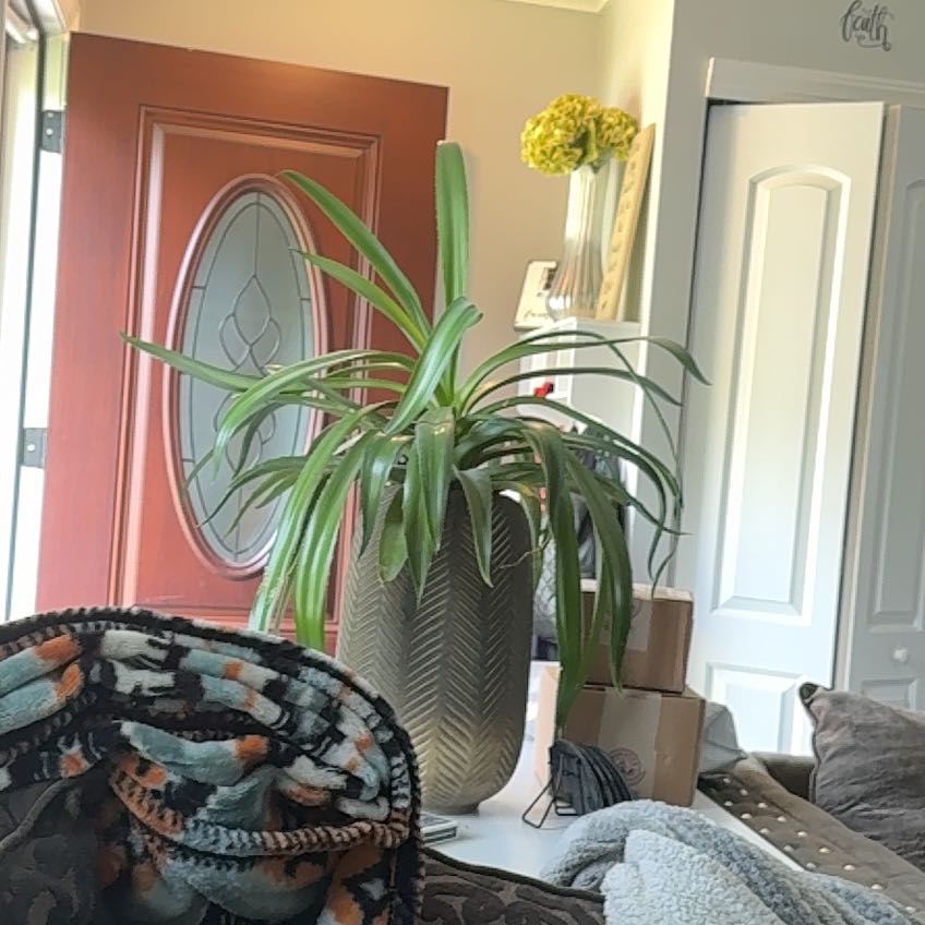 Photo of the plant species Octopus Agave by @CoolLilac1 named Maria’s Plant on Greg, the plant care app