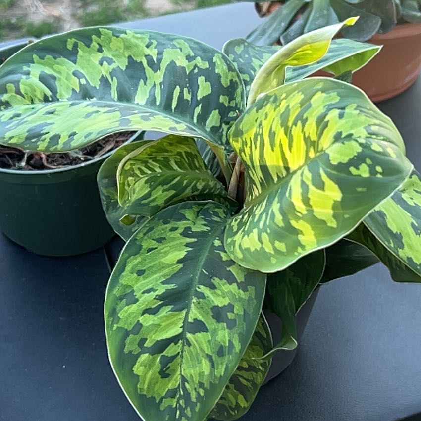 Photo of the plant species Camoflage by @WittyCowpea59 named Sol on Greg, the plant care app