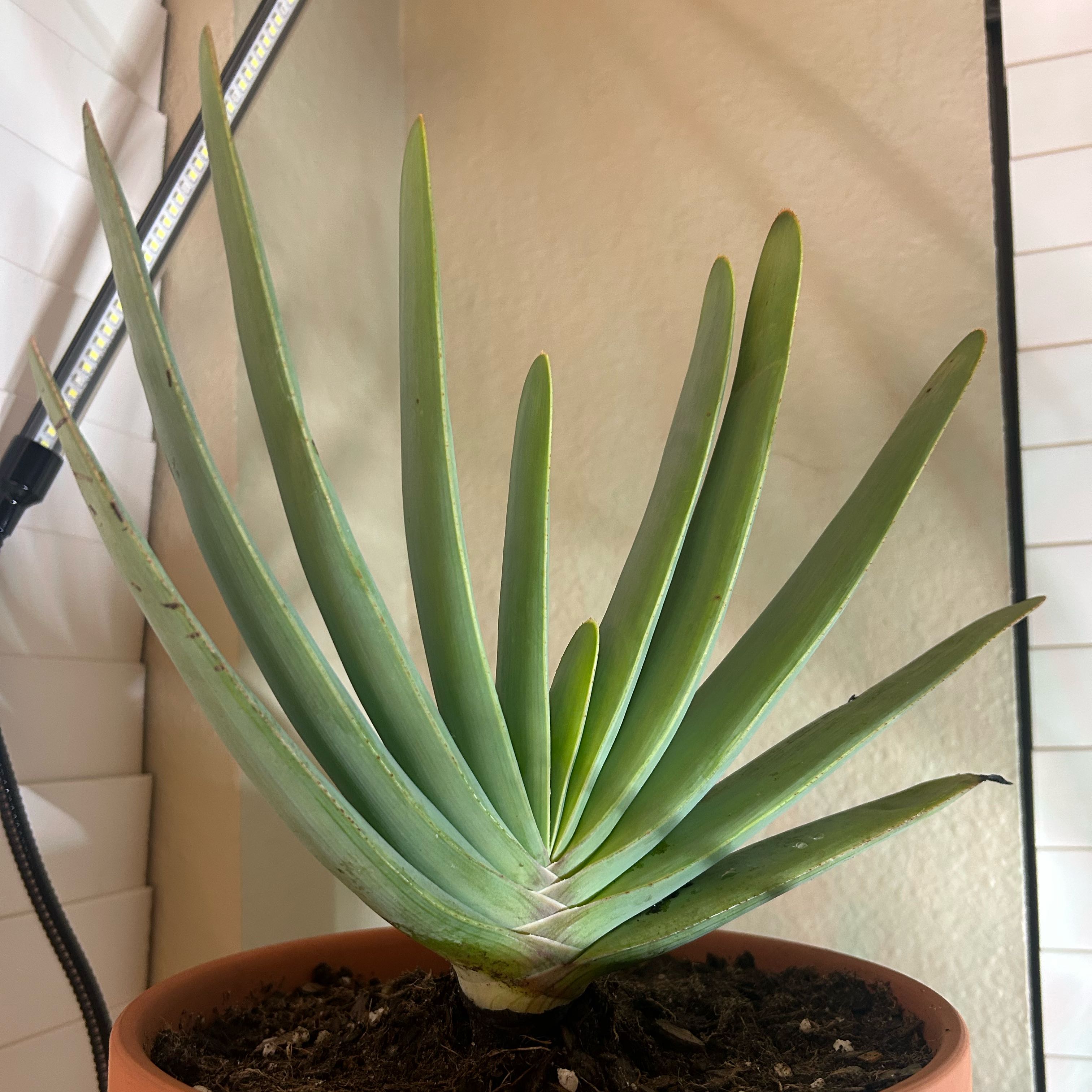 Photo of the plant species Fan Aloe by @WittyCowpea59 named Sproutacus on Greg, the plant care app