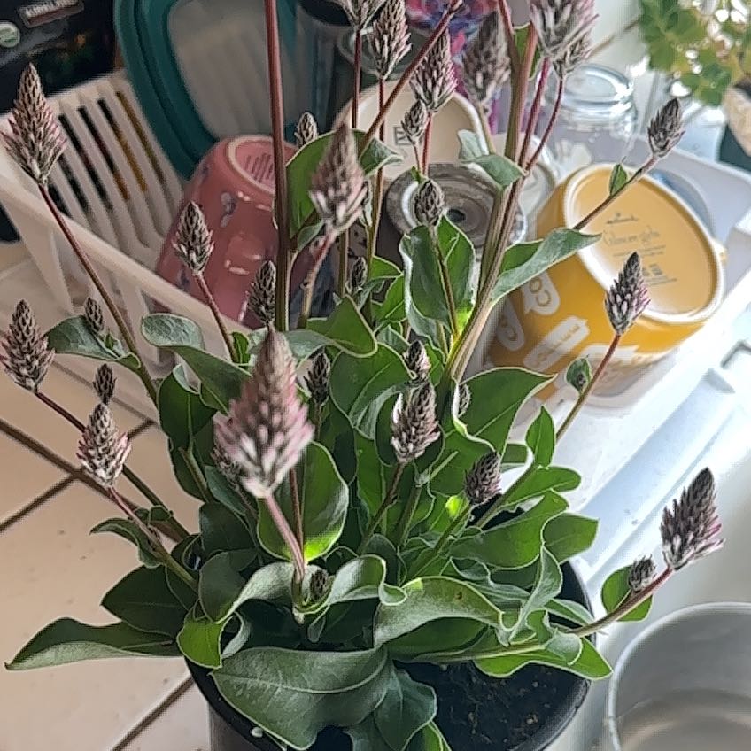 Photo of the plant species Pink Mulla Mulla by @TemperateJade85 named Nithin on Greg, the plant care app