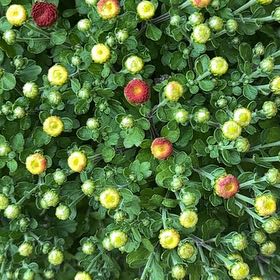 Photo of the plant species Bachelor's Buttons by @GleefulAnacua78 named Wall-E on Greg, the plant care app