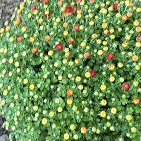 Photo of the plant species Bachelor's Buttons by @GleefulAnacua78 named Tolkien on Greg, the plant care app