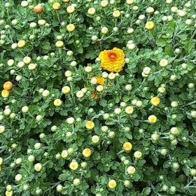 Photo of the plant species Bachelor's Buttons by @GleefulAnacua78 named Muhammad Ali on Greg, the plant care app