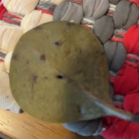 Photo of the plant species Annual Honesty by @GleefulAnacua78 named Leaf Erickson on Greg, the plant care app