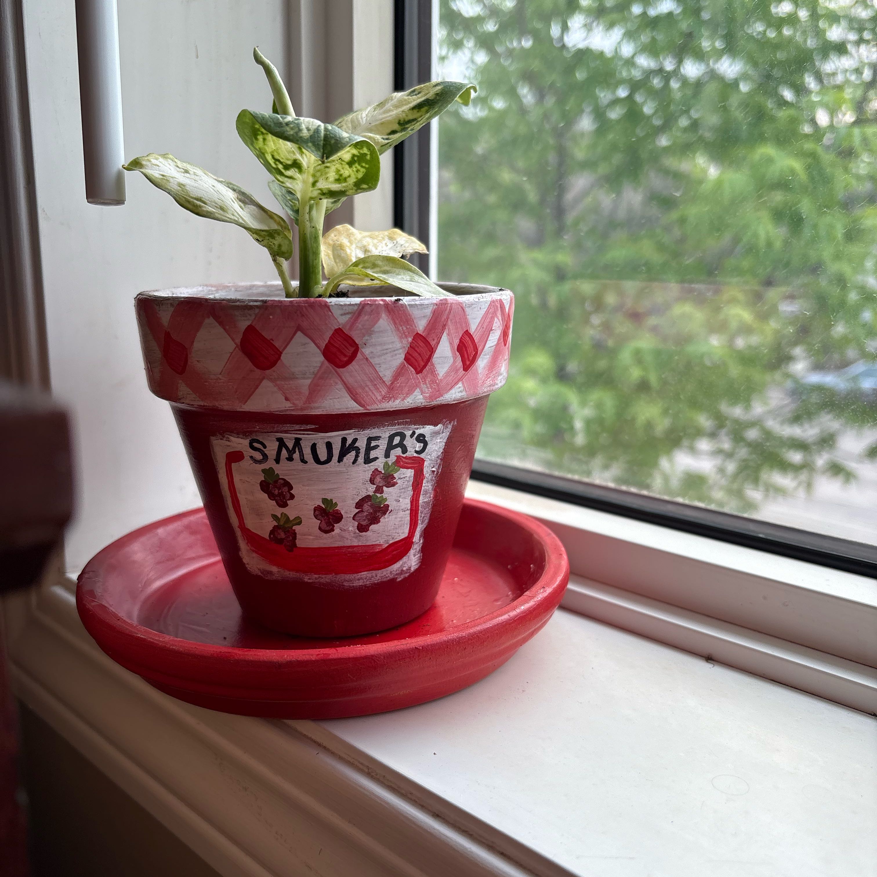 Photo of the plant species Dumb Cane by @PopularCarrot86 named Fred on Greg, the plant care app