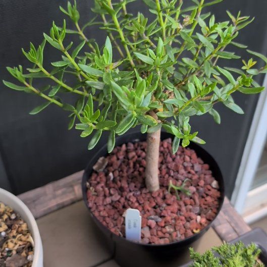 Photo of the plant species Bonsai Crassula by @YoshisBonsai named Leaf Erickson on Greg, the plant care app