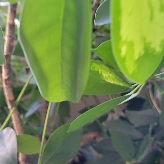 Photo of the plant species Butterfly Pea by @EarnestBogarum5 named Walt on Greg, the plant care app