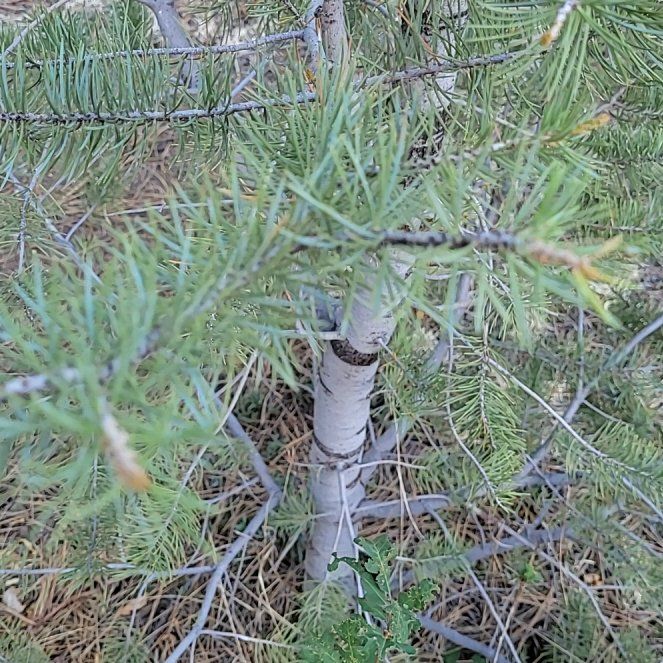 Photo of the plant species White Fir by @EarnestBogarum5 named Drake on Greg, the plant care app