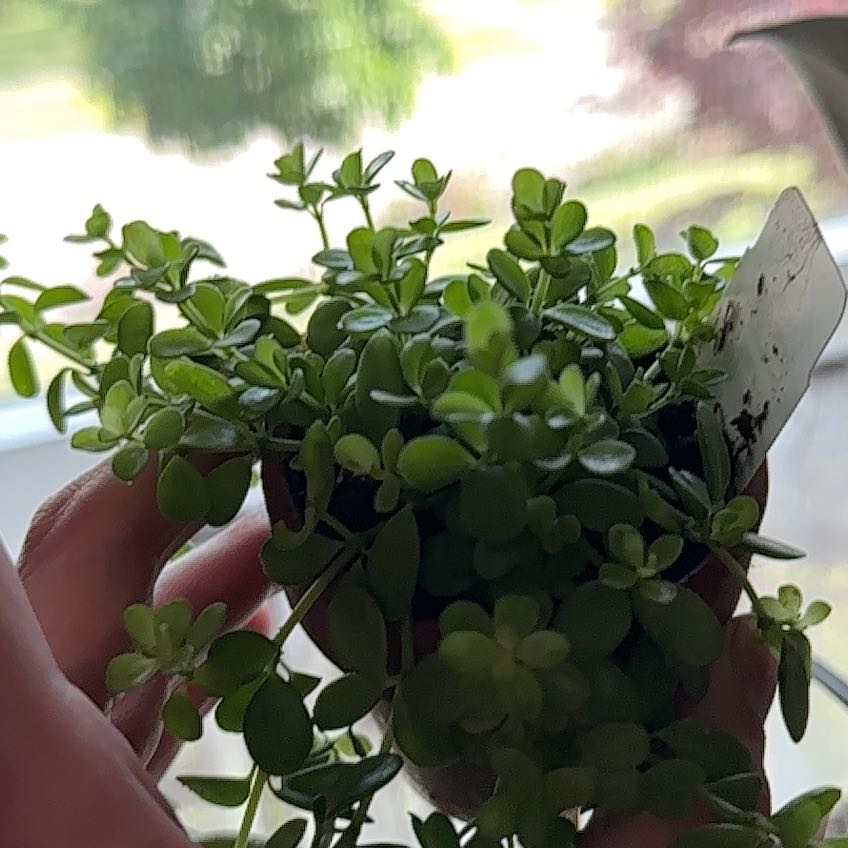 Photo of the plant species Peperomia deppeana by @DreamyFrogfruit named Marley on Greg, the plant care app