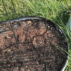 Photo of the plant species Encore Raspberry Bush by @DreamyFrogfruit named Winston on Greg, the plant care app