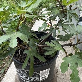 Photo of the plant species Little Miss Figgy by @JovialKatsura named Rupert on Greg, the plant care app