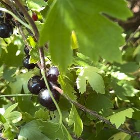 Photo of the plant species Golden Currant by @DarlingNoni named Michelle Branch on Greg, the plant care app