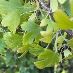 Photo of the plant species Golden Currant by @DarlingNoni named Hamilton on Greg, the plant care app