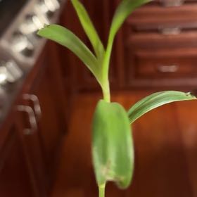 Photo of the plant species Bamboo Orchid by @DarlingNoni named Queen on Greg, the plant care app