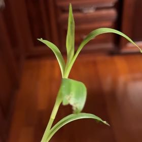 Photo of the plant species Checker Lily by @DarlingNoni named Einstein on Greg, the plant care app