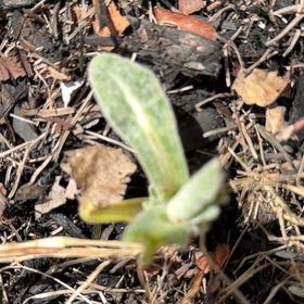 Photo of the plant species Amberbell by @DarlingNoni named Foxxy on Greg, the plant care app