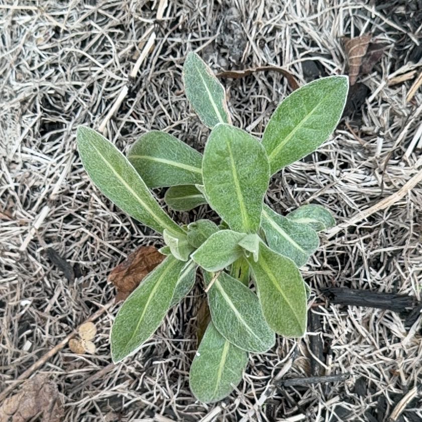 Photo of the plant species Mountain Bluet by @DarlingNoni named Sigmund on Greg, the plant care app
