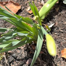 Photo of the plant species Solomon's Seal by @DarlingNoni named Lebron on Greg, the plant care app