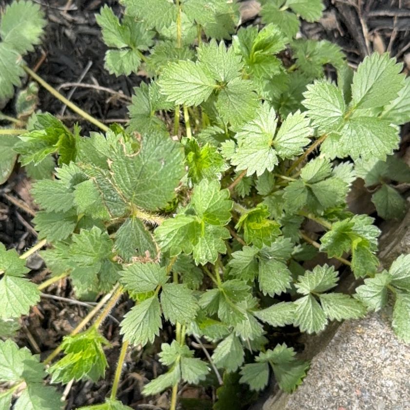 Photo of the plant species Norwegian Cinquefoil by @DarlingNoni named Anne on Greg, the plant care app