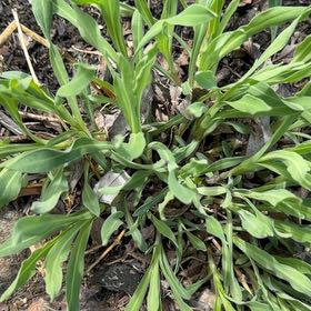 Photo of the plant species Seaside Goldenrod by @DarlingNoni named Spike Leaves on Greg, the plant care app