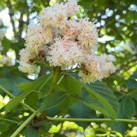 Photo of the plant species European Horse-Chestnut by @DarlingNoni named da Vinci on Greg, the plant care app
