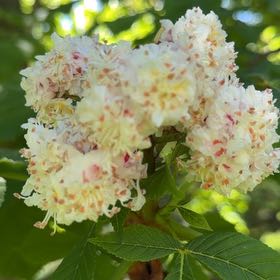 Photo of the plant species European Horse-Chestnut by @DarlingNoni named Kesha on Greg, the plant care app